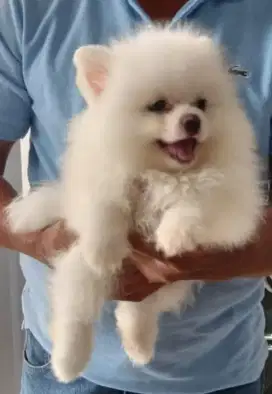 Minipom, pomeranian