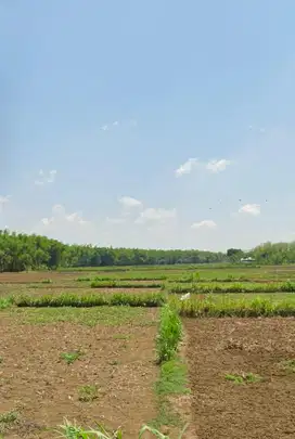 tanah sawah SHM lokasi Nganggil Mojowetan Banjarejo Blora