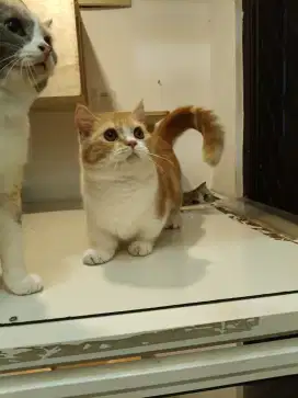 Kucing BSH Munchkin Pejantan