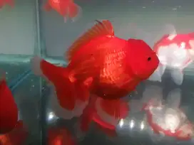Ikan Mas Koki Oranda Red white