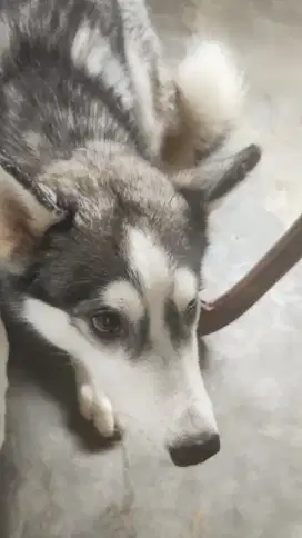 Anjing Siberian Husky Betina