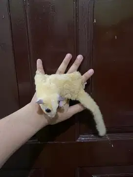 Sugar glider white mozaic - jantan