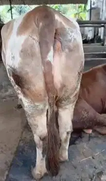 sapi betina 700kiloan siap potong hajatan nazar munggahan sedekahan ok