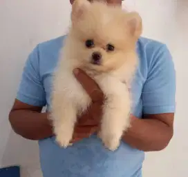 Minipom-pomeranian