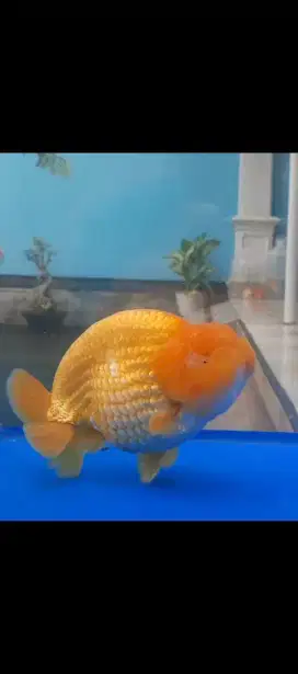 Ranchu Jumbo, 17cm, Female, curva mulus,