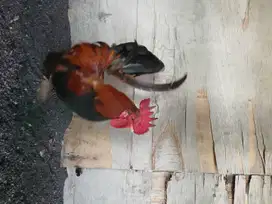 Ayam kate pejantan dewasa sehat.