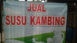 Susu kambing etawa