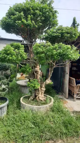 Jual Tanaman Bonsai