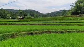 SAWAH UNTUK VILA || PRODUKTIF 3X PANEN