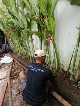 Pisang belut, tanaman pisang hias, pisang, jual tanaman hias, tanaman