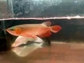 Ikam arowana super red cibinong pabuaran