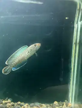 Ikan channa andrao