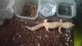 Leopard gecko  male