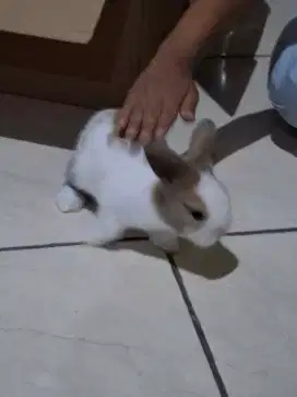 Kelinci imut Anggora Lokal LABUBU