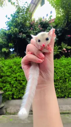 Sugar glider mozaik