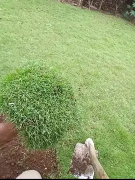Rumput jepang hijau