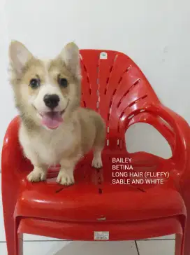 CORGI/ CORGY LONG HAIR BETINA STAMBUM, VAKSIN, MICROCHIP