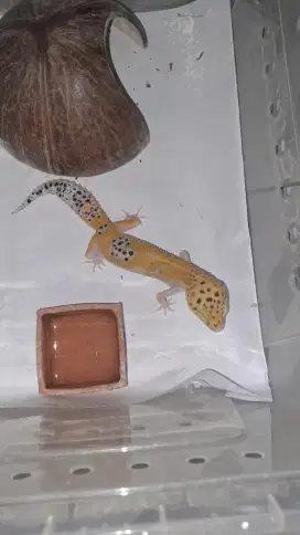 Gecko  Tremper Emerine