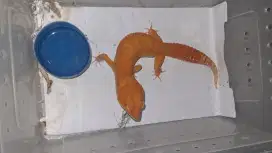 Gecko Tremper Sunglow