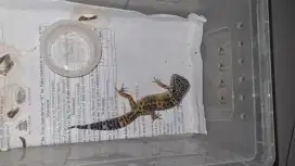 Gecko Black Night