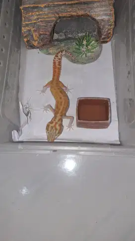 Gecko Raptor Tremper