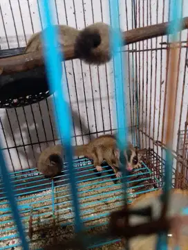 Sugar glider het platinum