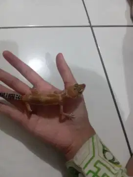 gecko anak an umur 10bulan