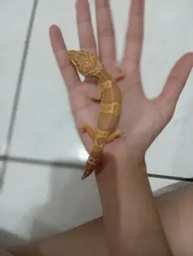 JUAL GECKO TREMPER ALBINO