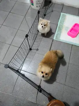 2 Mini Pomeranian Jantan