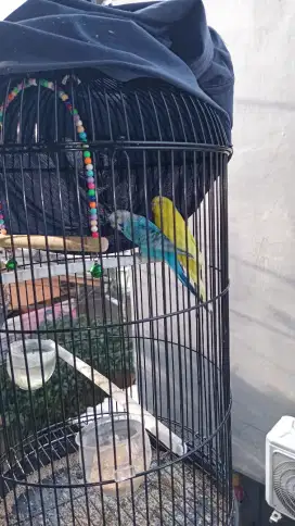 Burung parkit cwean kuning