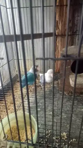 Love bird sepasang