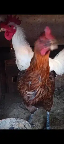 Ayam pelung sepasang