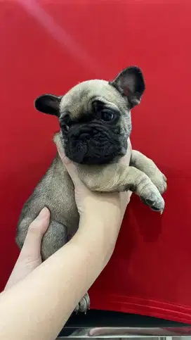 Anakan French Bulldog Good Quality, 2 bulan Frenchie