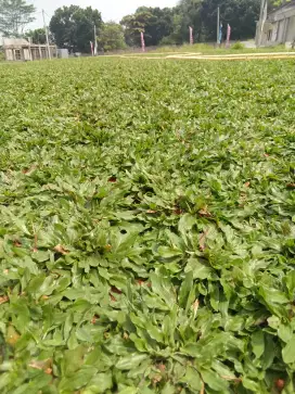 Tukang rumput gajah mini