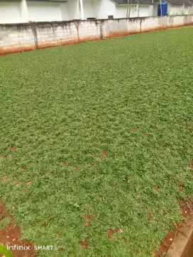 Tukang taman rumput gajah mini