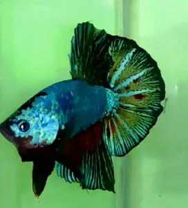 Ikan Cupang Giant HMPK