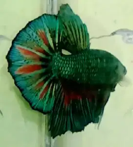 Ikan Cupang Giant HMPK