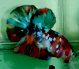 Ikan Cupang Plakat HMPK