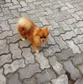Betina pom no stb