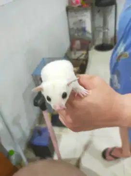 Anakan / Joey Sugar Glider