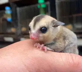 sugar glider joey white face jantan