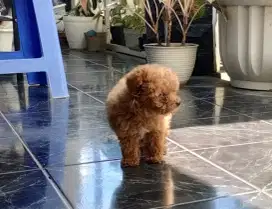 Red Toy Poodle Premium