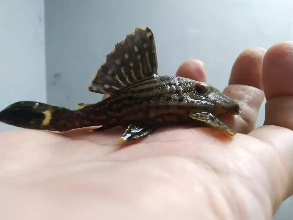 Pleco L330 & L190