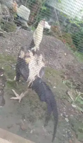 Ayam bangkok menang 2x