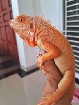 Iguana red albino