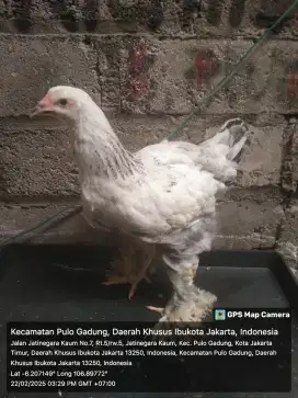 Ayam Brahma 2 ekor