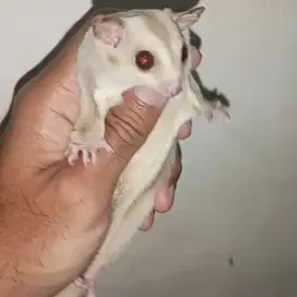 sugar glider creamino betina