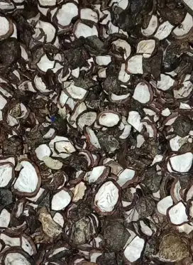 Dijual Cangkang Kemiri