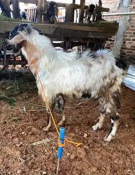 kambing jantan 45kiloan timbang real hidup2 siap hewan kurban 2025 top