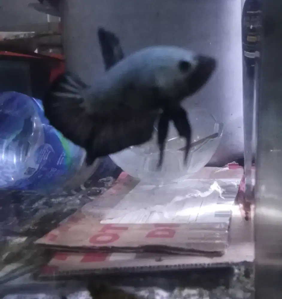 Ikan Cupang Pejantan